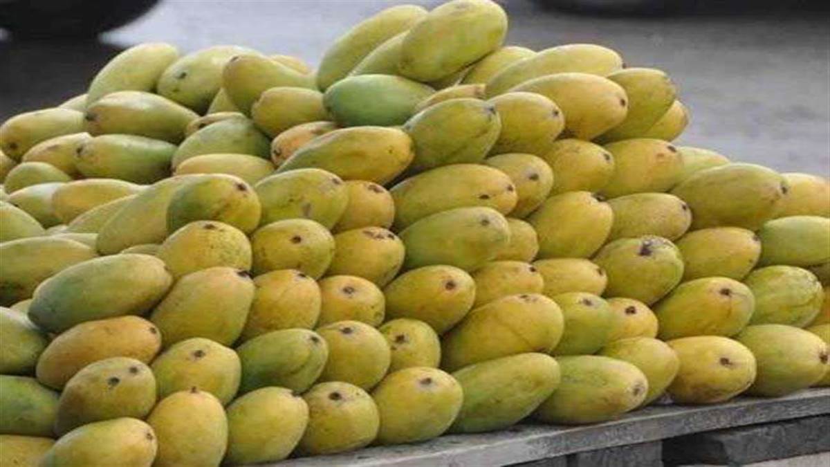 वाराणसी में दशहरी और लंगड़ा आम के मंडी में आते ही खरीदारों की उमड़ी भीड़,  कीमतें मगर जेब पर भारी - as soon as Dussehri and Langra mangoes arrived in  the market