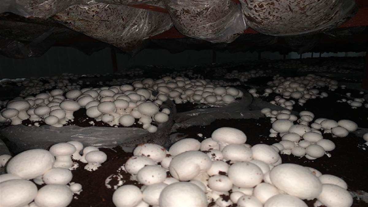 Mushroom Farming in Lakhimpur Mushroom cultivation is proving helpful in doubling income and anurag agrawal from lakhimpur started mushroom faming - Mushroom Farming in Lakhimpur: कोरोना संकट में लखीमपुर के अनुराग ने
