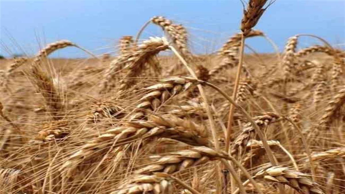 India may get permission from WTO to export food grains from public stock