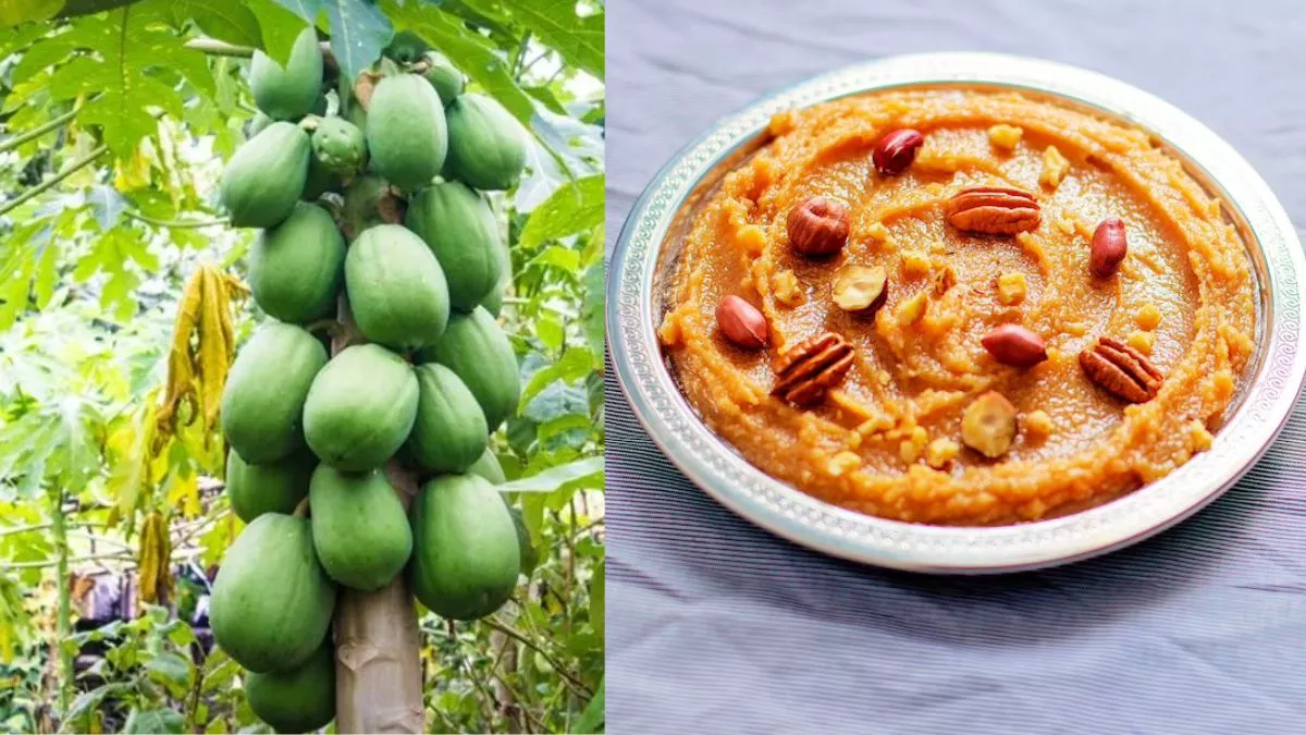 Raw Papaya Recipes: गर्मियों की डाइट में इन 6 तरीकों से शामिल करें कच्चा पपीता, नहीं पड़ेंगे बीमार