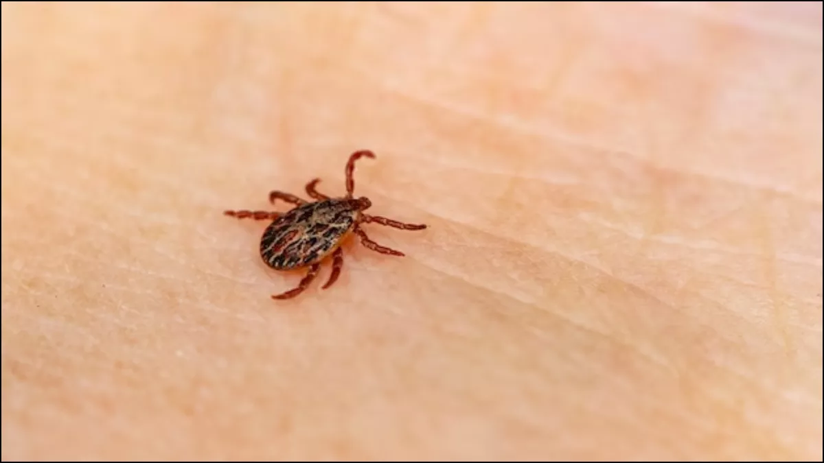 Powassan Virus: अमेरिका में पोवासन वायरस से हुई व्यक्ति की मौत, जानें इसके लक्षण से लेकर बचाव तक सबकुछ