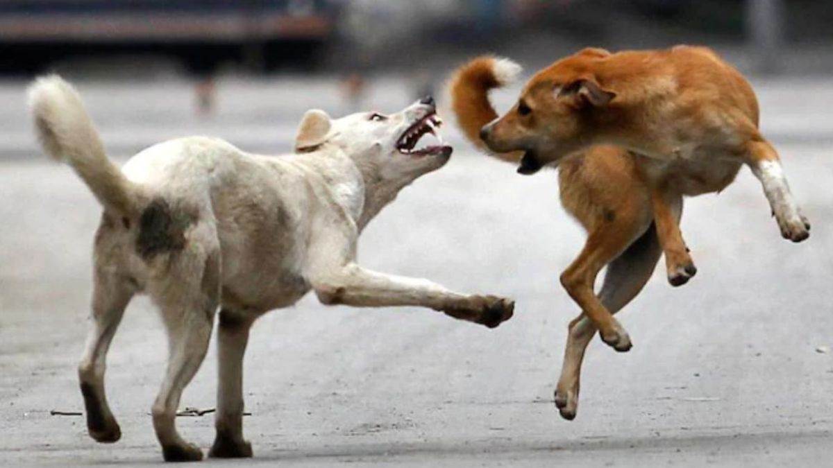kanpur govind nagar dogs attacked brother and sister playing outside house in cti basti