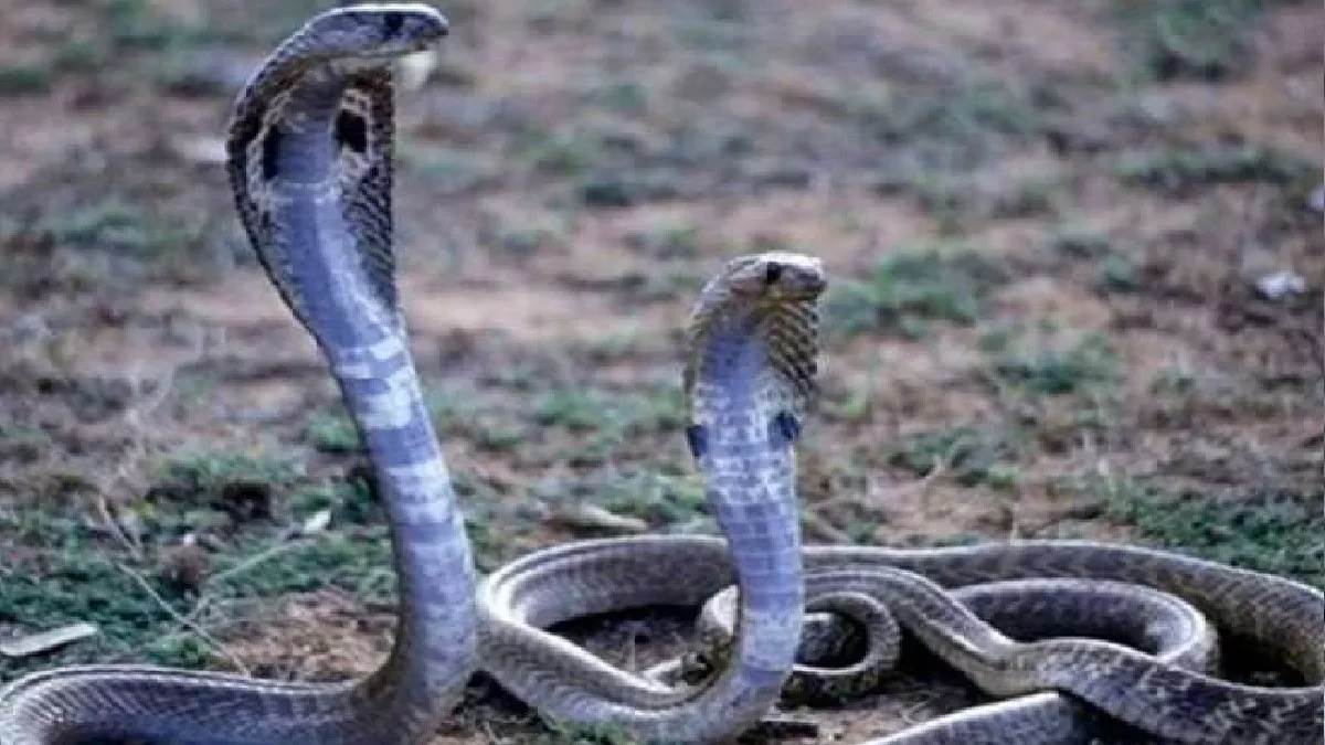https://www.jagranimages.com/images/newimg/27052024/27_05_2024-snake_23726095_102949796.jpg