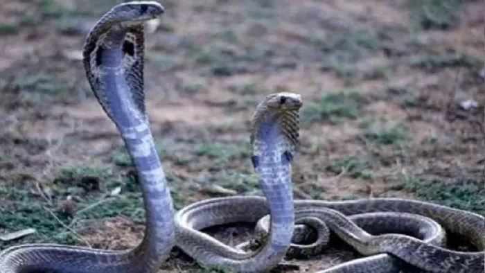 हजारीबाग के बरही में नाग-नागिन के जोड़े की अठखेलियां