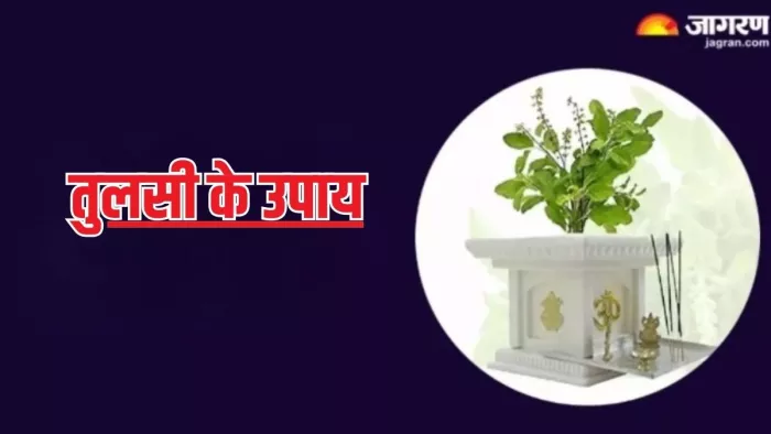 Tulsi Ke Upay: तुलसी के इन उपायों से व्यापार और जॉब में मिलेगी सफलता, दांपत्य जीवन होगा सुखमय