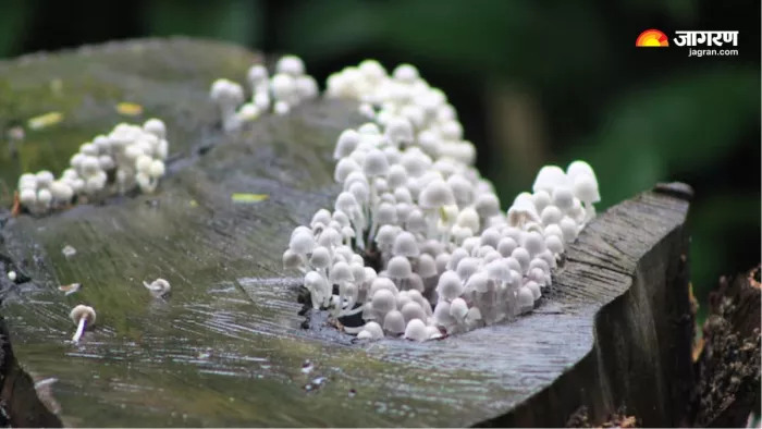 Aspergillus बन सकता है लाखों लोगों की मौत का कारण (Picture Courtesy: Freepik)