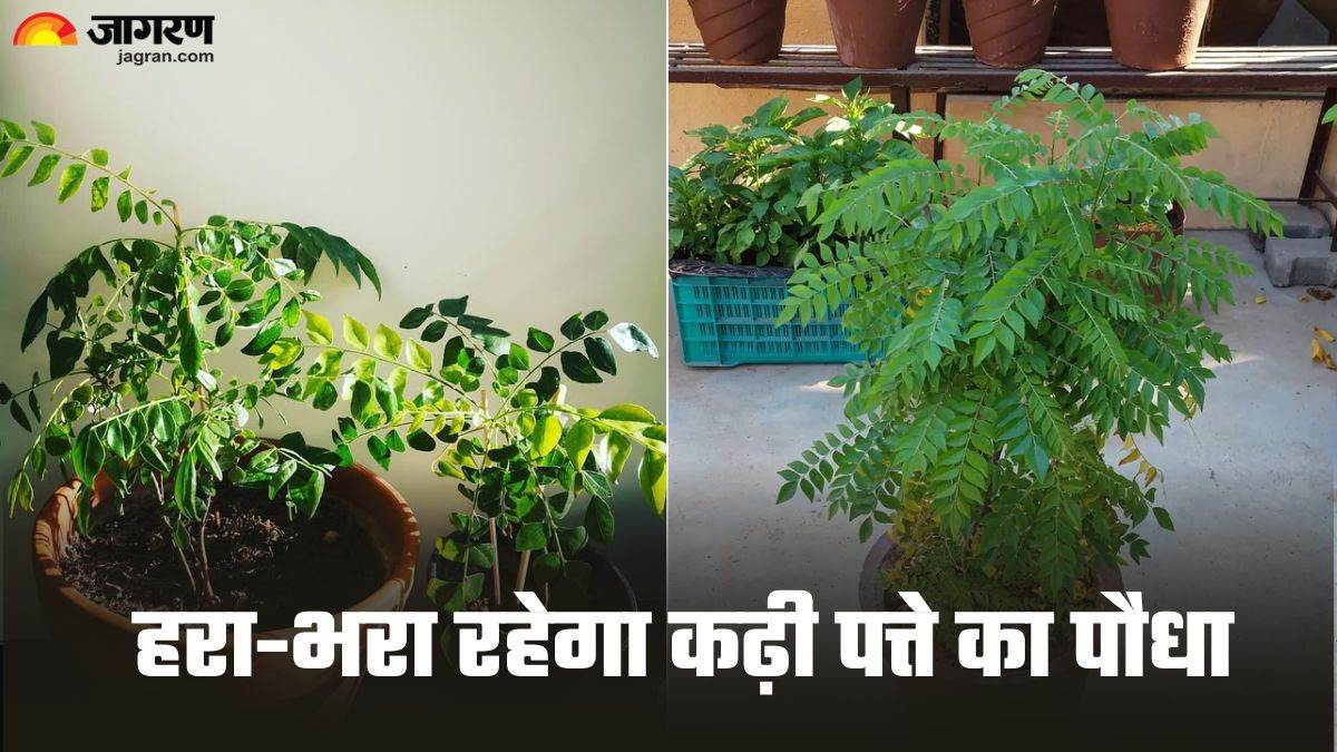 https://www.jagranimages.com/images/newimg/27052025/27_05_2025-curry_leave_plant_23948525.jpg