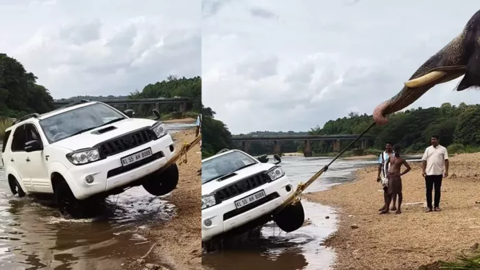 हाथी की मदद से Toyota Fortuner SUV को बाहर निकाला गया।