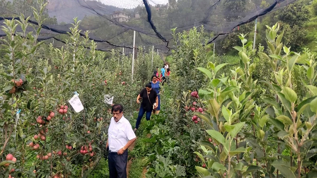 Uttarakhand News: कौसानी में अब अमेरिकन गाला सेब का उत्पादन, चाय व कीवी भी बने पर्यटकों के आकर्षण का केंद्र