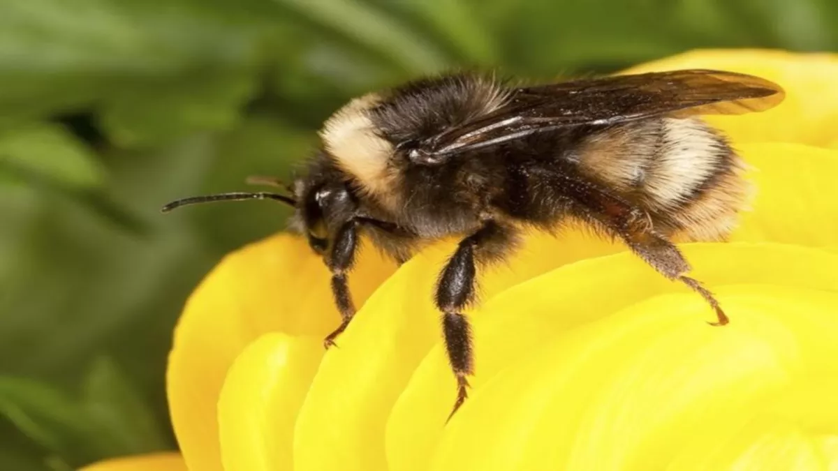 जलवायु परिवर्तन से मधुमक्खियों पर भी पड़ रहा नकारात्मक प्रभाव
