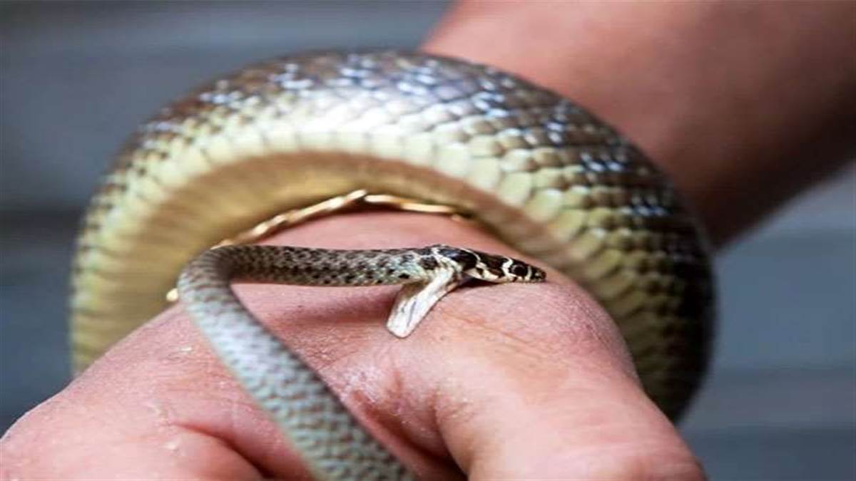 Snake Bite News : बेहोशी की हालत में एमजीएम पहुंचा युवक को भेजा गया टीएमएच।