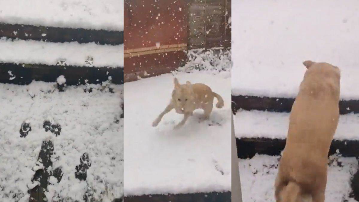Viral Video पहले घर से बाहर निकलने को था एक्साइटेड फिर बर्फबारी देखकर भाग  खड़ा हुआ डॉग - Was excited to get out of the house then the dog ran away  after