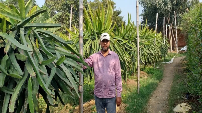 ड्रैगन फ्रूट की खेती दिखाता किसान। फोटो- जागरण