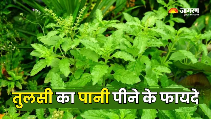 चाय-कॉफी नहीं, बल्कि तुलसी के पानी से करें दिन की शुरुआत (Picture Courtesy: Freepik)