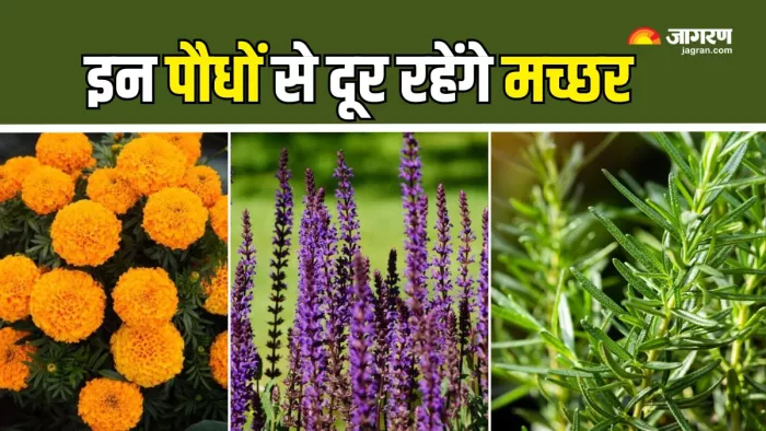 मॉनसून में घर से मच्छरों को दूर रखेंगे ये पौधे (Picture Courtesy: Freepik)