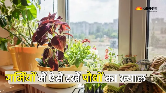 इन तरीकों से गर्मियों में रखें पौधों का ख्याल (Picture Courtesy: Freepik)