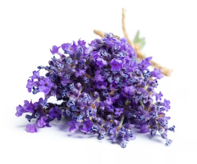 mosquito repellent plants