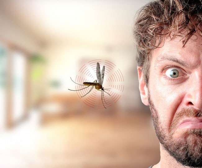 Know Why Mosquitoes Buzz In Your Ear Mosquitoes Make Annoying Noise