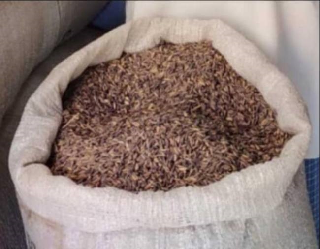 chandauli black rice committee will buy black paddy of purvanchal farmers