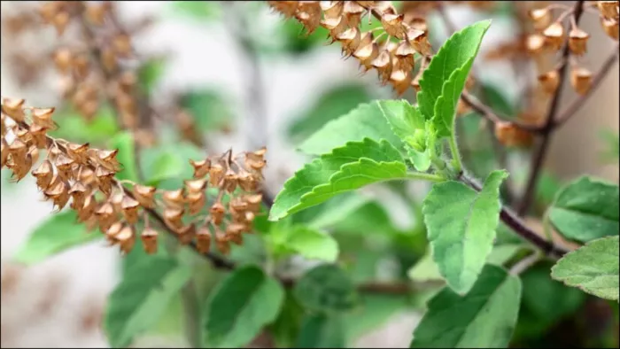 Tulsi Health Benefits: तुलसी के ये उपाय हैरान कर देंगे आपको!