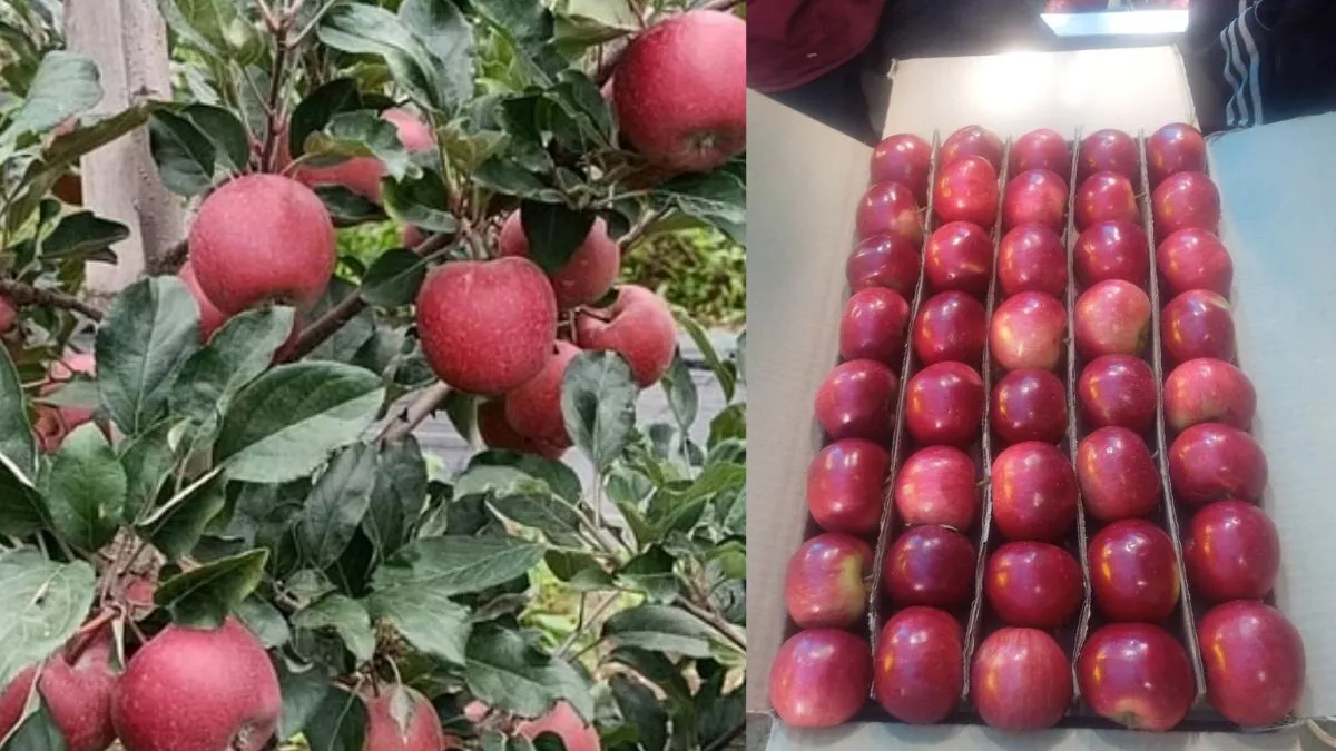Himachali Apple: सेब के अच्छे दाम देख खिले बागबान, कुल्लू से ही डेढ़ लाख पेटी का कारोबार, इन दो राज्यों में भारी डिमांड