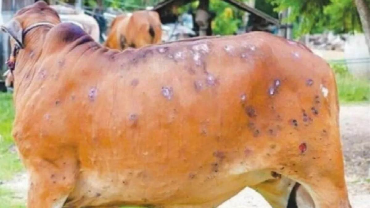 Lumpy skin disease virus spread rapidly in Uttar Pradesh know the symptoms  and treatment - Lumpy Virus: यूपी में तेजी से फैल रहा लंपी वायरस, जानें  इसके लक्षण और रोकथाम के उपाय