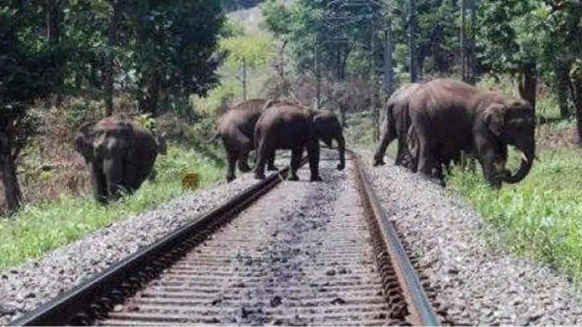 Latehar News: जानिए, झारखंड में शक्तिपुंज एक्सप्रेस ट्रेन के चालक ने कैसे बचाई 12 हथियों की जान