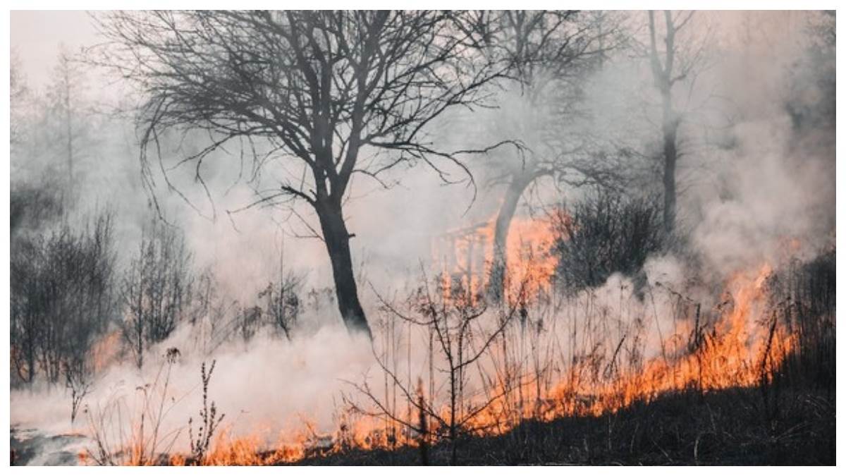 https://www.jagranimages.com/images/newimg/27082023/27_08_2023-hawaii_wildfire_23514002.jpg