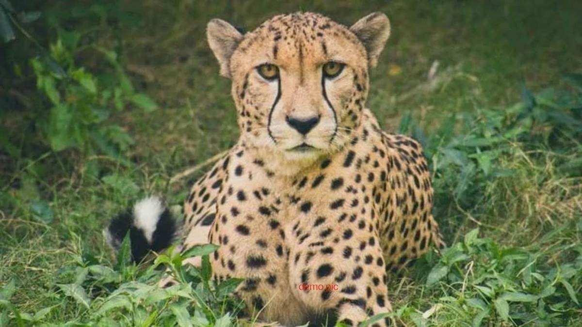 https://www.jagranimages.com/images/newimg/27082024/27_08_2024-kuno_national_park_1_23786229.jpg