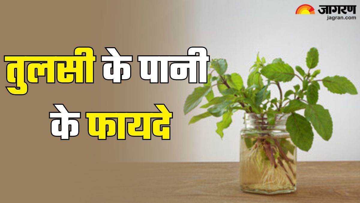 tulsi water benefits drink tulsi water instead of tea in the morning for these amazing health benefits tulsi ke pani ke fayde