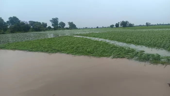 फसल के साथ-साथ पशुओं के लिए चारे का संकट भी गहरा गया है।