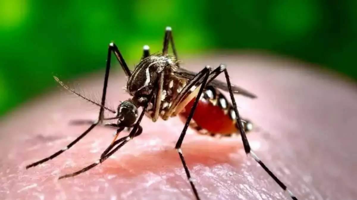 https://www.jagranimages.com/images/newimg/27082025/27_08_2025-dengue_24026477.jpg