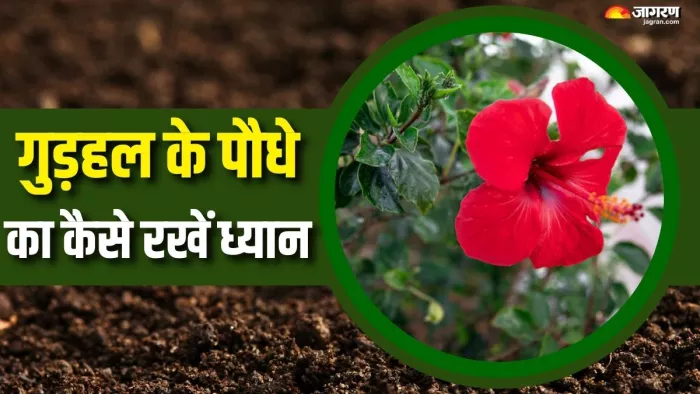 इस तरीके से गुड़हल के पौधे पर आएंगे रोज फूल (Picture Courtesy: Freepik)