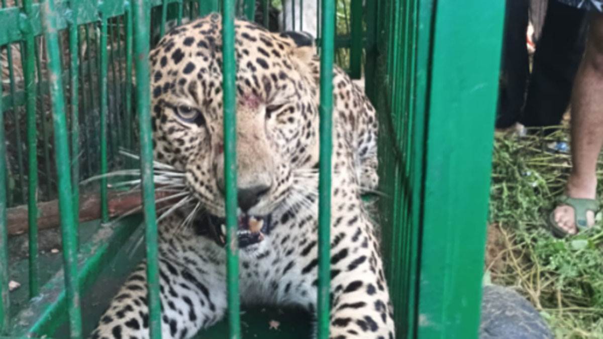 https://www.jagranimages.com/images/newimg/27082025/27_08_2025-leopard-in-cage_24026567.jpg