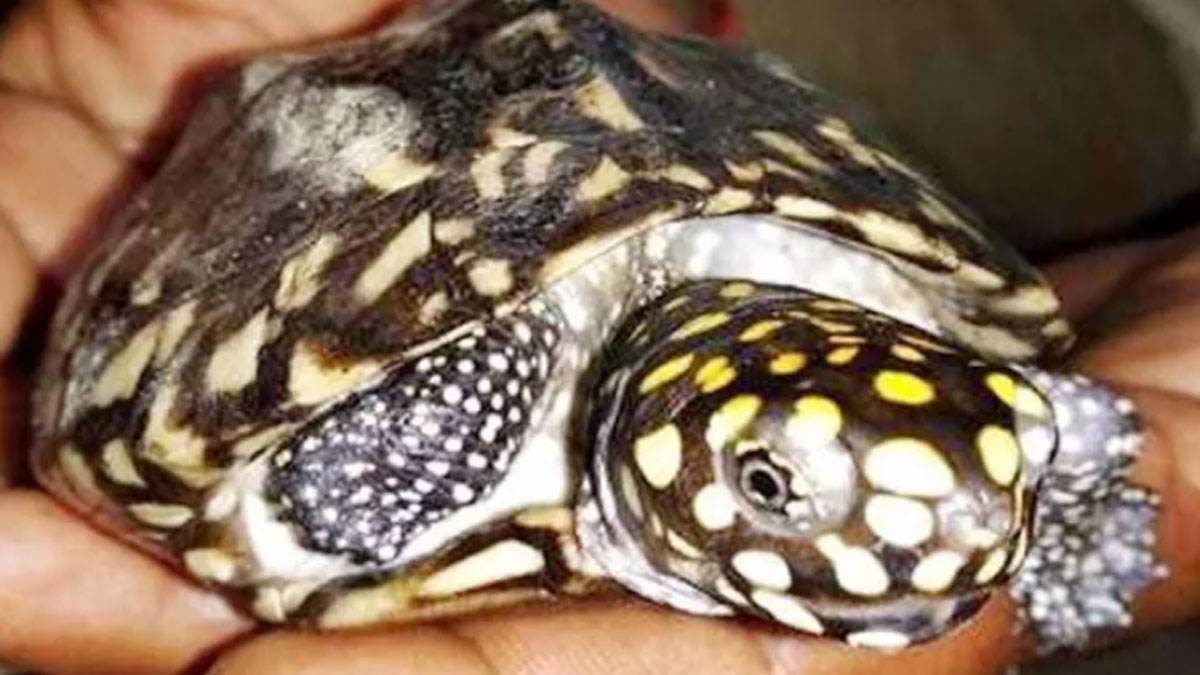 https://www.jagranimages.com/images/newimg/27082025/27_08_2025-tortois-sumggling_24026499.jpg