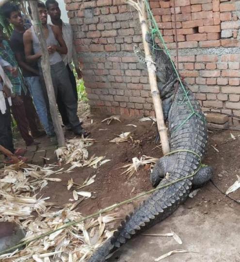  Crocodile Reached 