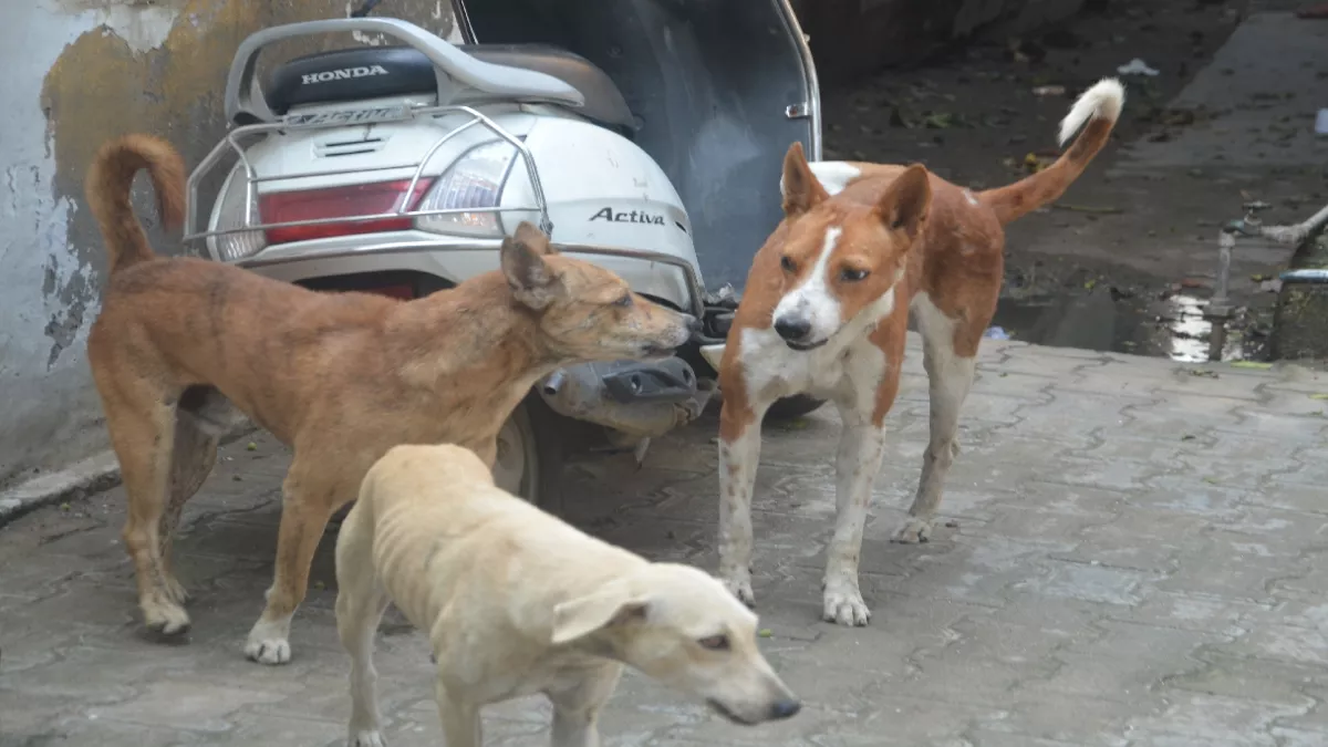 Bulandshahar: रेबीज दिवस पर विशेष- रोजाना सामने आ रहे कुत्ते काटे के मामले, हर माह खर्च हो रहे 24 लाख रुपये