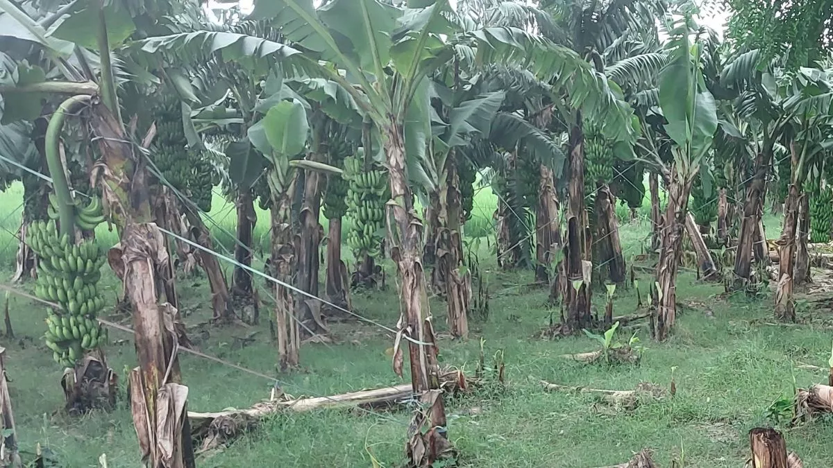Banana Farming in Barabanki: मंडी व्यवस्था न होने के कारण बिचौलियों की बल्ले-बल्ले।
