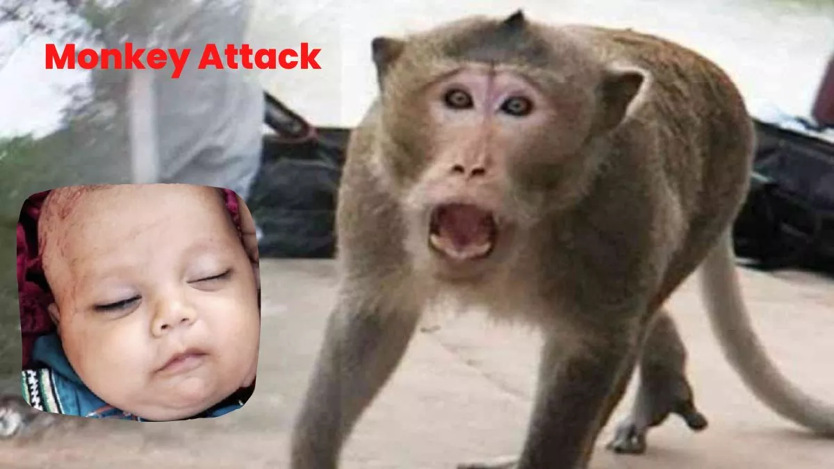Pilibhit में चार माह के बच्चे पर बंदर का हमला, पैर में दांत से काटा, घर के आंगन में लेटा था बच्चा