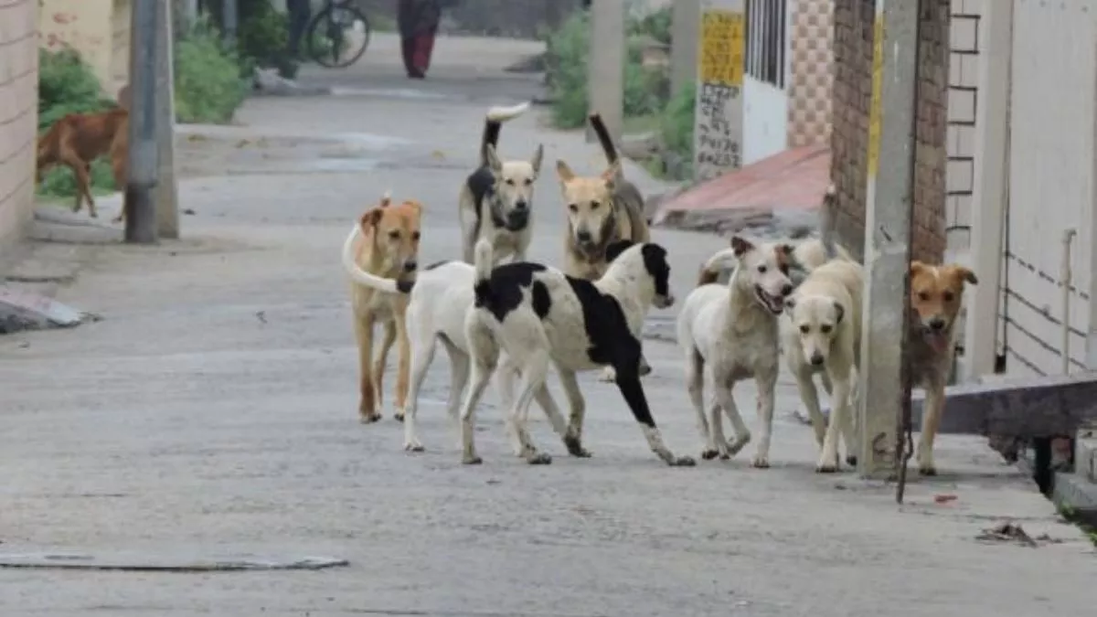 सावधान, मुरादाबाद की सड़कों पर घूम रहे 50 हजार खूंखार कुत्ते, नसबंदी पर खर्च हुए 30 लाख बेकार