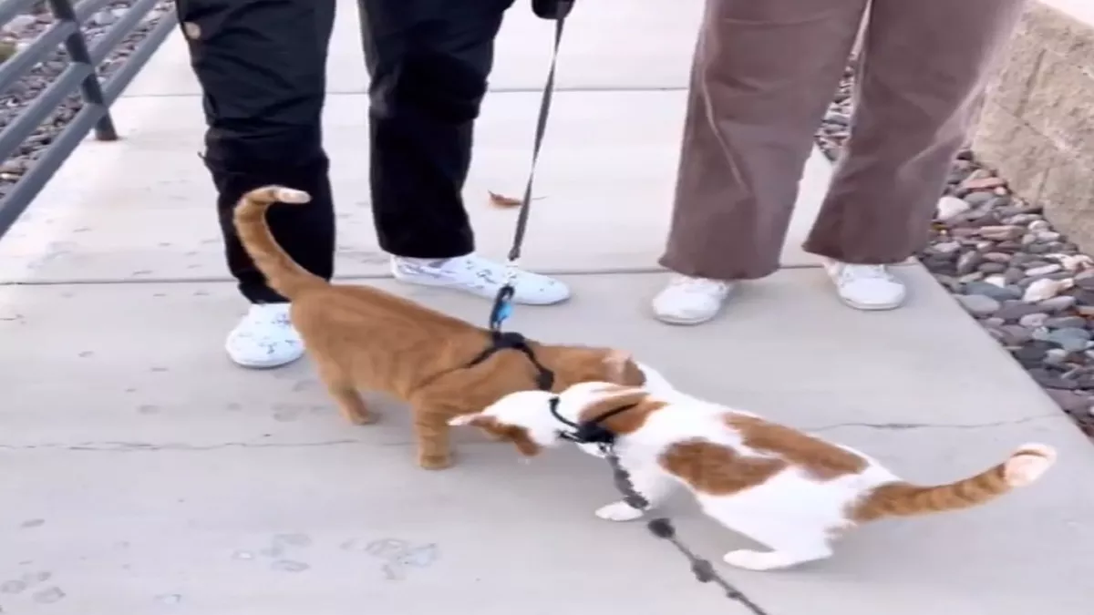 Viral Video: हफ्तों बाद एक-दूसरे को देख बिल्लियां हुई भावुक, दोनों ने गले लगाकर जताया प्यार