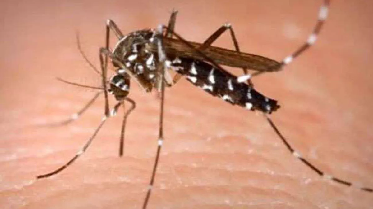Uttarakhand News : प्रदेश में थम नहीं रहा डेंगू, 39 नए मामले मिले, देहरादून में सबसे ज्यादा मरीज