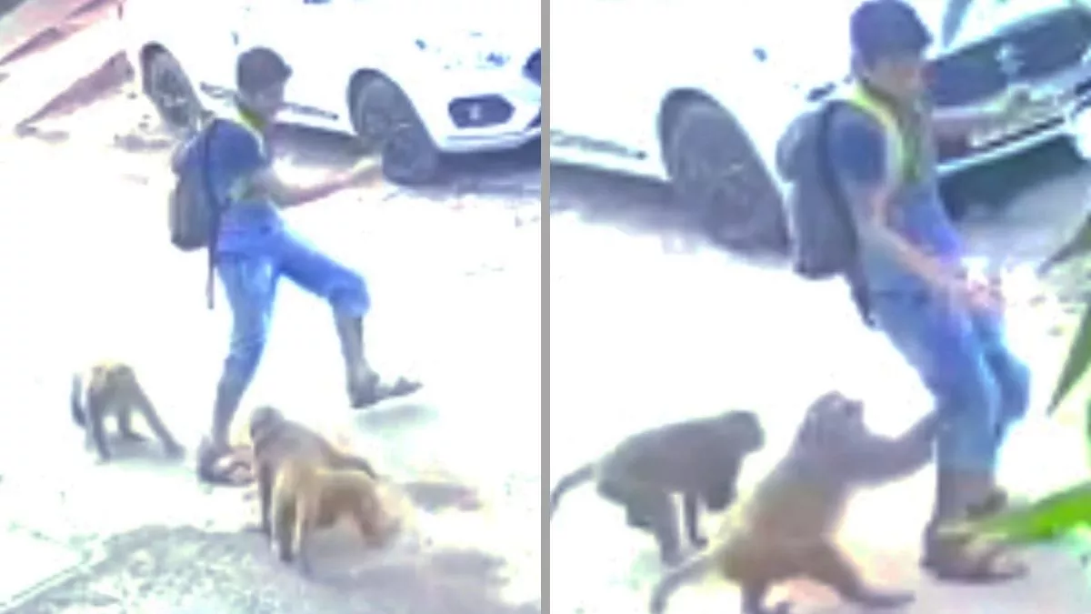 Monkeys Terror in Moradabad : मुरादाबाद में बच्चे पर हमला करता बंदर। फोटो वीडियो ग्रैब