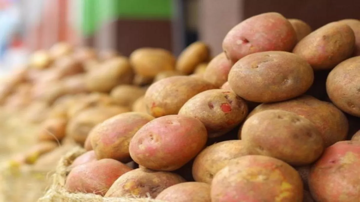 Potato Price: बाजार में इस साल आलू का भाव स्थिर बना हुआ है, जबकि स्टॉक भरपूर है।