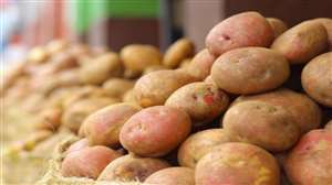 Potato Price: बाजार में इस साल आलू का भाव स्थिर बना हुआ है, जबकि स्टॉक भरपूर है।