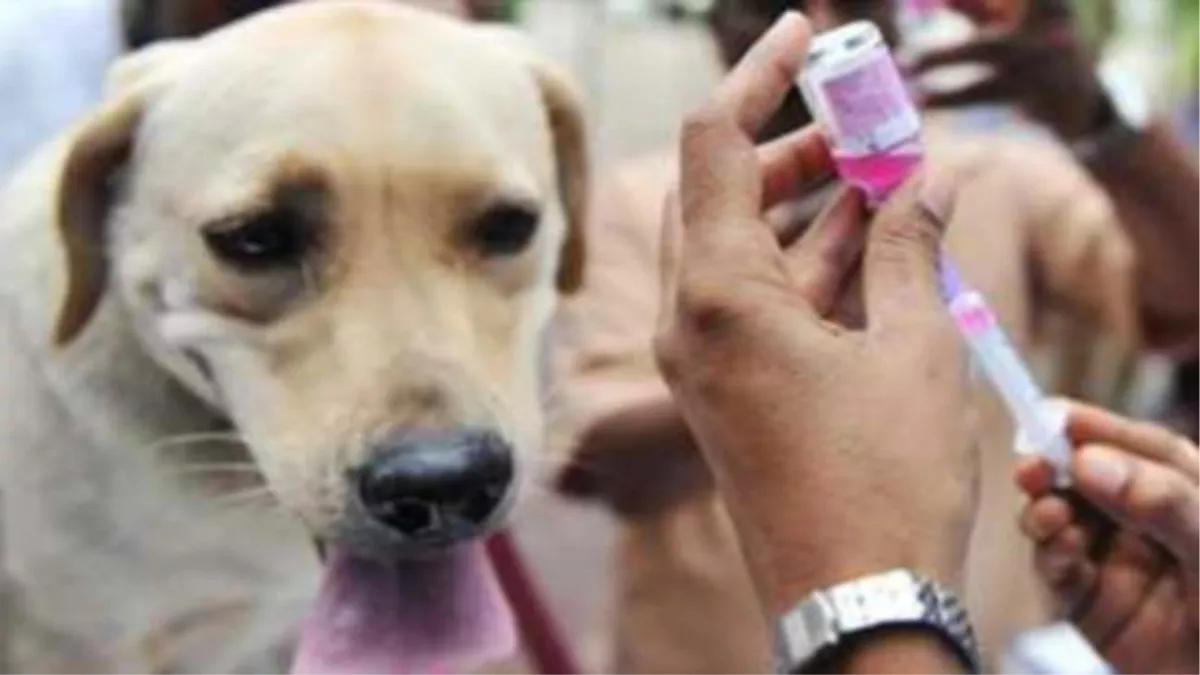 World Rabies Day: दिल्ली में  विश्व रेबीज दिवस पर कुत्तों का टीकाकरण के लिए निगम लगाएगा कैंप