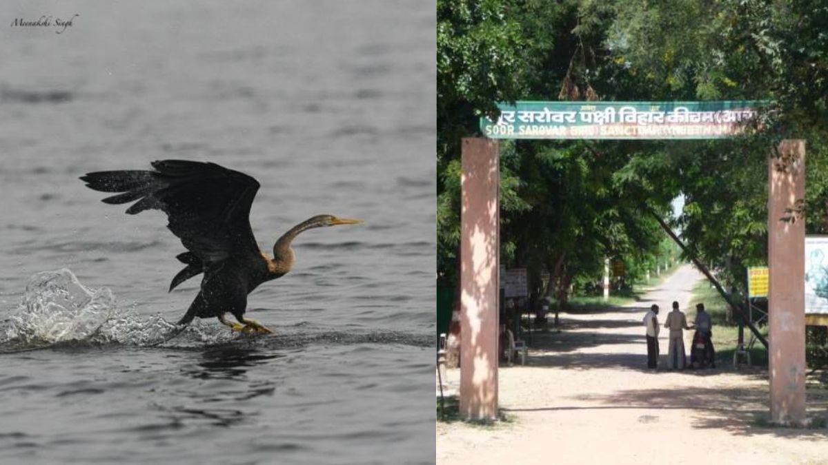 sur sarovar bird sanctuary agra keetham jhhel and birds in tourist season