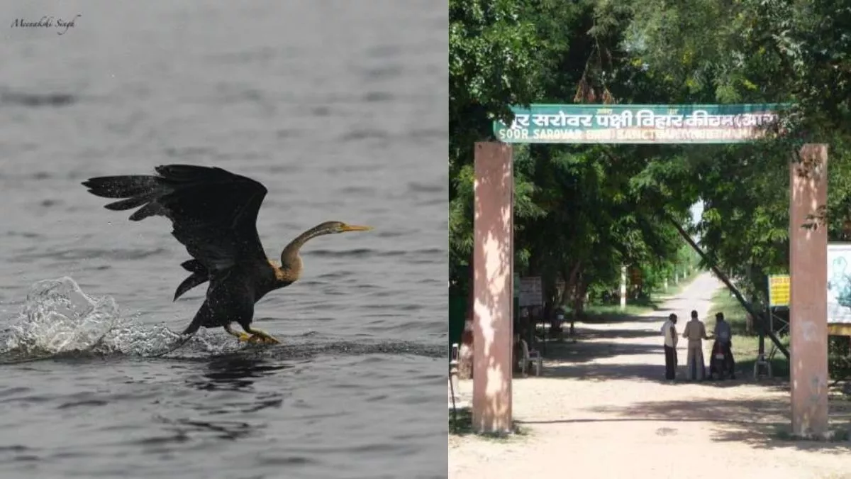 Sur Sarovar: नेचर के शौकीन हैं तो आइये यहां, पक्षियों के साथ देखिए झील का खूबसूरत नजारा