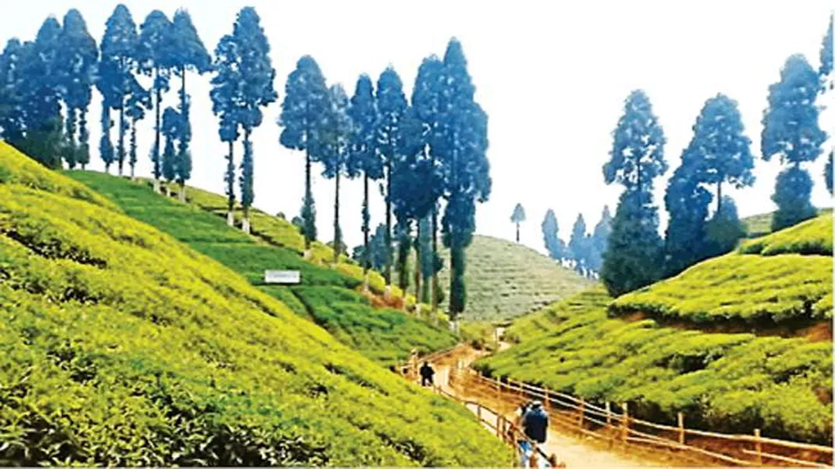 Tea Tourism: जलपाईगुड़ी में पर्यटन दिवस पर नई पहल, जिला प्रशासन पर्यटकों को कराएगा 'चाय भ्रमण'