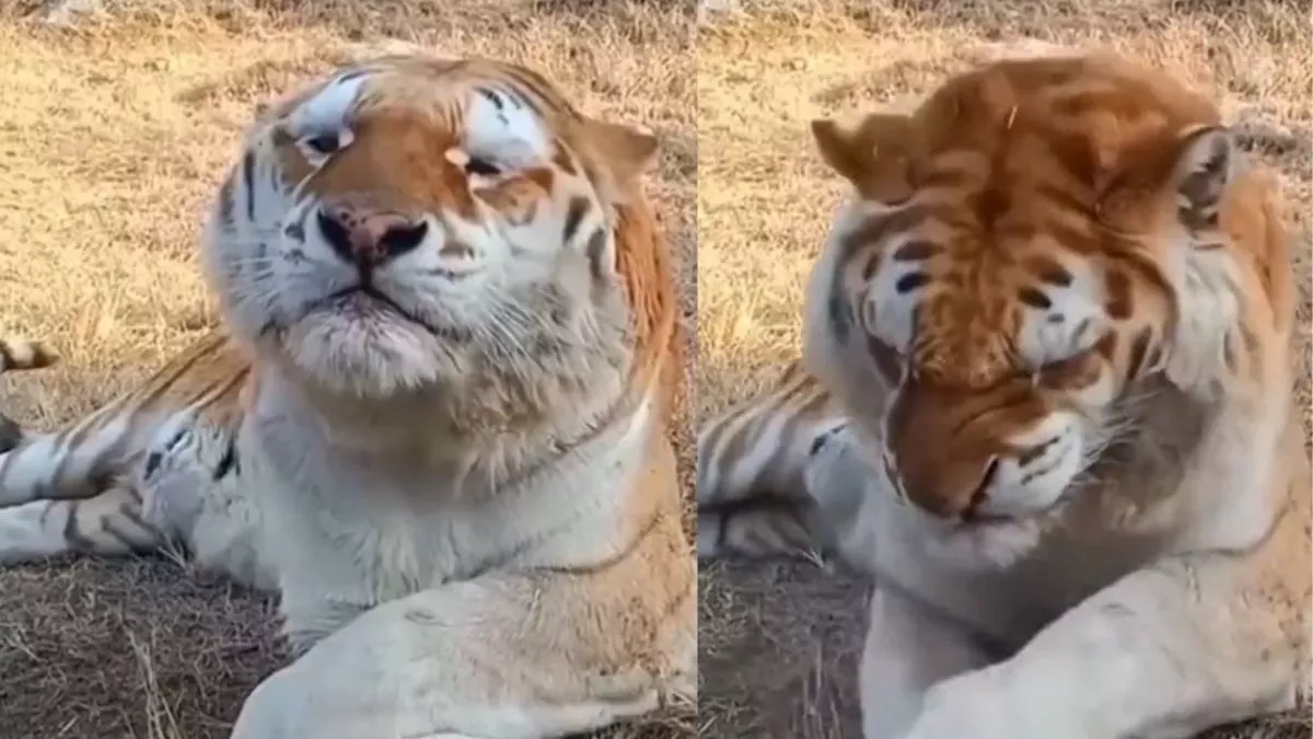 Viral Video : बैठे-बैठे बाघ को आई छींक, वीडियो देख लोग बोले- गॉड ब्लेस यू!